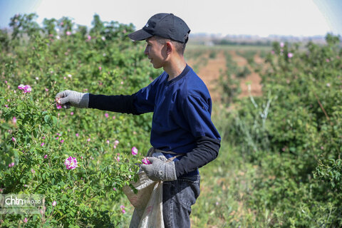 برداشت گل محمدی در اراک