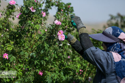 برداشت گل محمدی در اراک