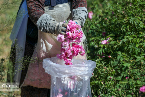 برداشت گل محمدی در اراک