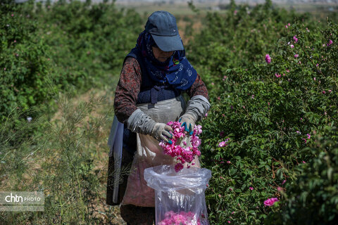برداشت گل محمدی در اراک