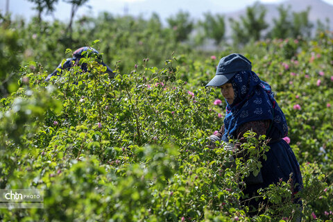 برداشت گل محمدی در اراک