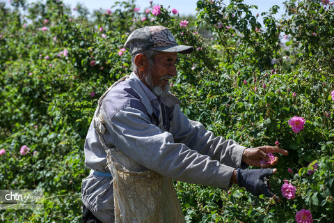 برداشت گل محمدی در اراک