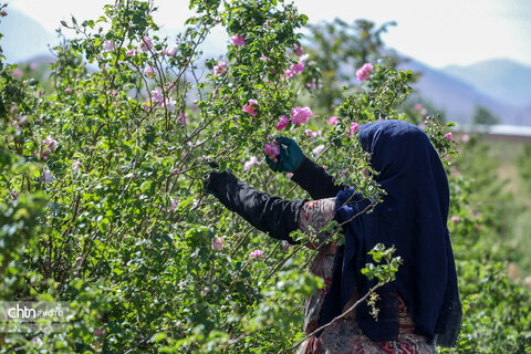 برداشت گل محمدی در اراک