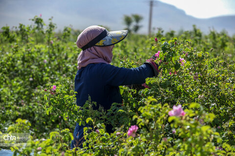 برداشت گل محمدی در اراک