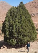  ثبت درخت ارس ۹۰۰ ساله روستای سریشا تربت‌حیدریه در فهرست میراث طبیعی کشور