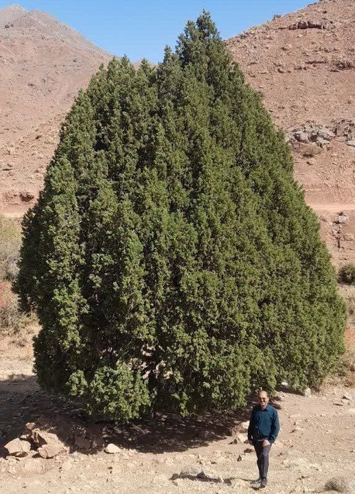  ثبت درخت ارس ۹۰۰ ساله روستای سریشا تربت‌حیدریه در فهرست میراث طبیعی کشور