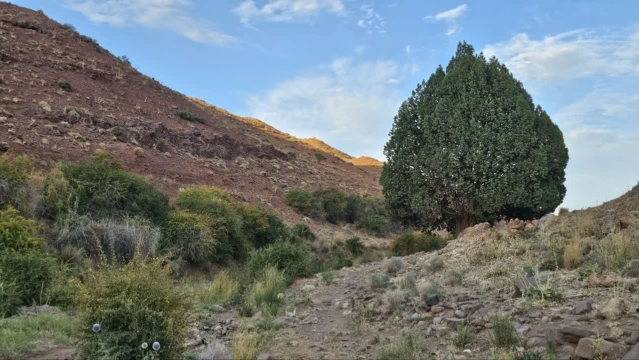&nbsp;ثبت درخت ارس ۹۰۰ ساله روستای سریشا تربت‌حیدریه در فهرست میراث طبیعی کشور
