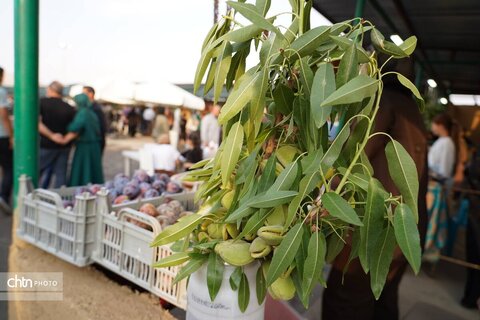عطر اصالت و طعم نان فتیر در چهارمین جشنواره ملی بادام قوشچی