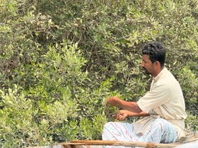۲۰۰ هزار نهال حرا در چرخه بومی حفاظت از طبیعت سهیلی