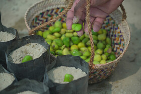 آیین چی‌چکای جنگل حرا