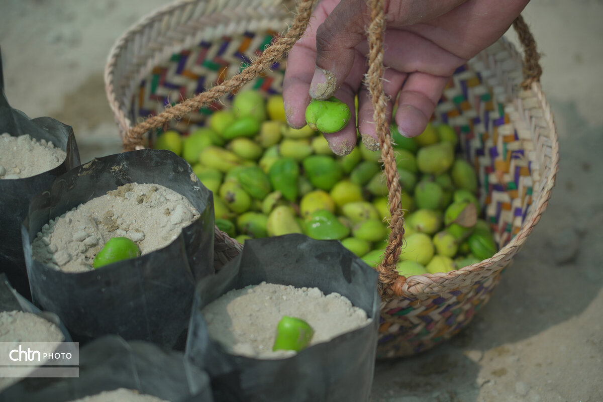 آیین چی‌چکای جنگل حرا