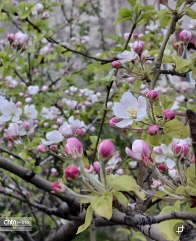 عکسهای برگزیده در مسابقه عکاسی میراث سرزمین من و تقویم «دماوند نگار» که با مجموعه‌ای از این تصاویر چاپ و منتشر شد.