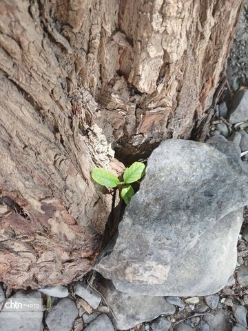 عکسهای برگزیده در مسابقه عکاسی میراث سرزمین من و تقویم «دماوند نگار» که با مجموعه‌ای از این تصاویر چاپ و منتشر شد.