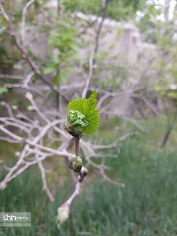 عکسهای برگزیده در مسابقه عکاسی میراث سرزمین من و تقویم «دماوند نگار» که با مجموعه‌ای از این تصاویر چاپ و منتشر شد.