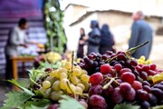 تاثیر برگزاری جشنواره انگور در معرفی و جذب گردشگر در روستای هدف گردشگری درسجین شهرستان ابهر