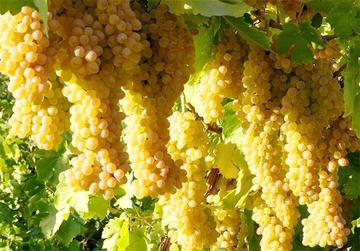 تاثیر برگزاری جشنواره انگور در معرفی و جذب گردشگر در روستای هدف گردشگری درسجین شهرستان ابهر