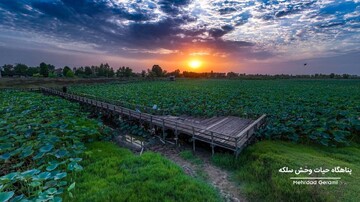 ضربان حیات در کریدور پروازی اوراسیا؛ خوانش اکولوژیک پناهگاه حیات وحش سلکه