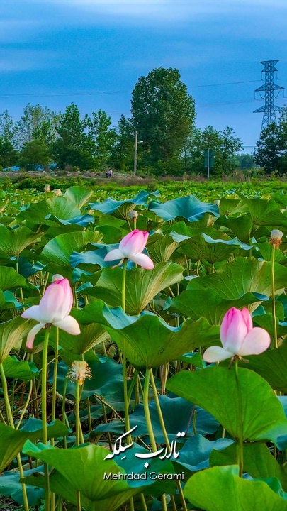 تالاب سلکه