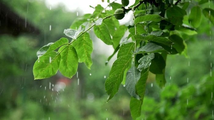 سخاوت آسمان، نغمه‌ باران و عطر کاهگل/ روایت یک روز بارانی در گیلان