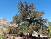 درخت اُرس کهنسال روستای کَهنه جغتای در فهرست میراث طبیعی ملی ثبت شد