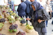 جشنواره انگور روستای درسجین؛ ویترین ظرفیت‌های کشاورزی روستای هدف گردشگری شهرستان ابهر