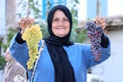 اولین روز از برگزاری جشنواره انگور روستای درسجین شهرستان ابهر