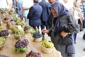 جشنواره انگور روستای درسجین؛ ویترین ظرفیت‌های کشاورزی روستای هدف گردشگری شهرستان ابهر