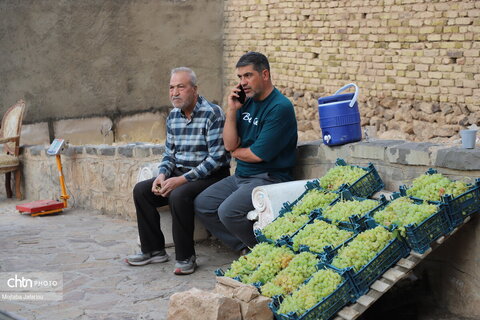 دومین روز از  چهارمین جشنواره انگور روستای درسجین شهرستان ابهر