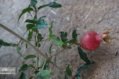 دومین روز از  چهارمین جشنواره انگور روستای درسجین شهرستان ابهر