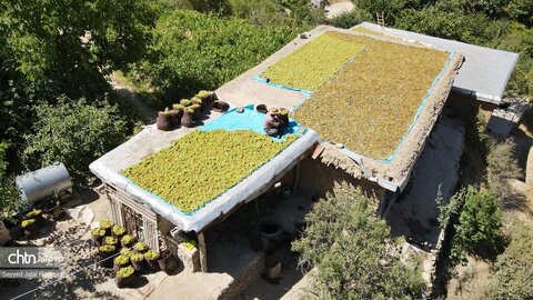 بولاو‌گیری؛ سنت دیرینه تهیه کشمش در روستای دولاب