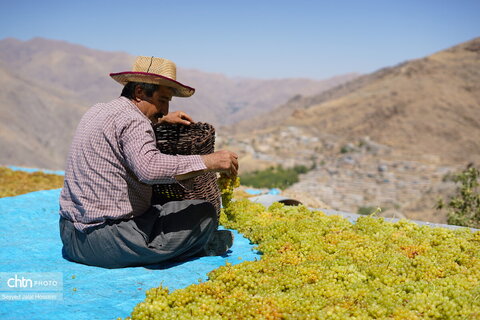 بولاو‌گیری؛ سنت دیرینه تهیه کشمش در روستای دولاب