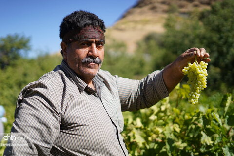 بولاو‌گیری؛ سنت دیرینه تهیه کشمش در روستای دولاب