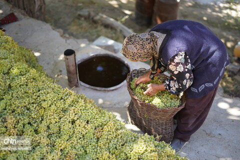 بولاو‌گیری؛ سنت دیرینه تهیه کشمش در روستای دولاب