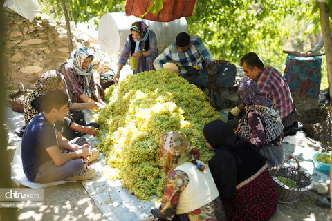 بولاو‌گیری؛ سنت دیرینه تهیه کشمش در روستای دولاب