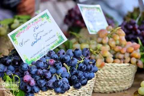 اولین روز از برگزاری جشنواره انگور روستای درسجین شهرستان ابهر