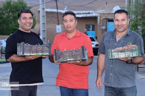 اولین روز از برگزاری جشنواره انگور روستای درسجین شهرستان ابهر
