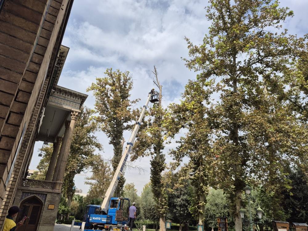 نگهبانی از چنارهای کاخ گلستان؛ حفاظت از میراث سبز یک اثر جهانی