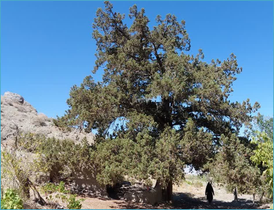 درخت اُرس کهنسال روستای کَهنه جغتای در فهرست میراث طبیعی ملی ثبت شد