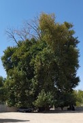 درخت چنار کهنسال روستای فیروزآباد مشهد در فهرست میراث طبیعی ملی ثبت شد