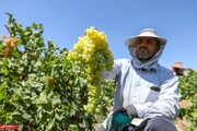 برداشت انگور از تاکستانهای خنداب