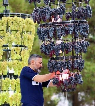 جشنواره انگور یاسوکند، فرصتی برای رونق گردشگری و اقتصاد بیجار