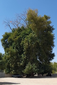درخت چنار کهنسال روستای فیروزآباد مشهد در فهرست میراث طبیعی ملی ثبت شد