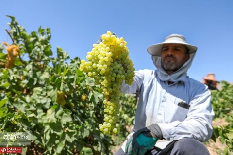 برداشت انگور از تاکستانهای خنداب
