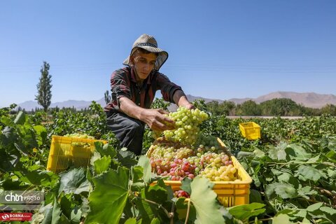 برداشت انگور از تاکستانهای خنداب