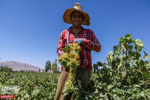 برداشت انگور از تاکستانهای خنداب