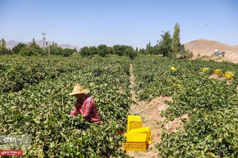 برداشت انگور از تاکستانهای خنداب