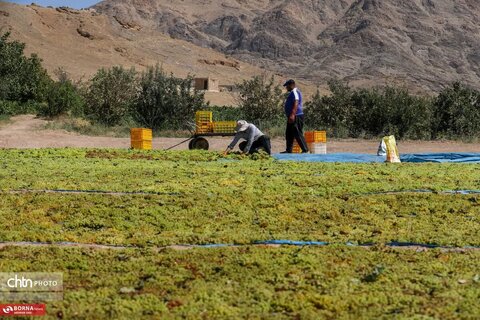 برداشت انگور از تاکستانهای خنداب