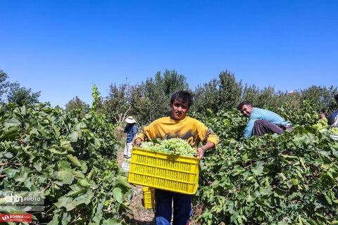 برداشت انگور از تاکستانهای خنداب