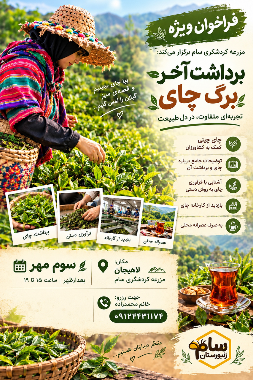 رویداد «برداشت آخر برگ چای» در لاهیجان برگزار می‌شود