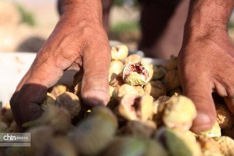 انجیرستان استهبان؛ مقصدی برای گردشگری کشاورزی
